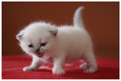 click for enlarge 592 X 400 158,9 Kb picture