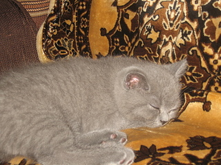 click for enlarge 1920 X 1440 284,4 Kb picture