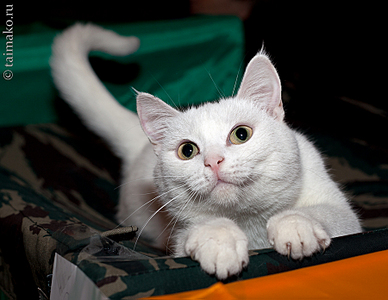 click for enlarge 900 X 695 356,3 Kb picture