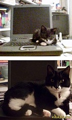 click for enlarge 362 X 604 54,5 Kb picture