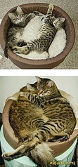 click for enlarge 281 X 604 77,4 Kb picture