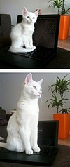 click for enlarge 253 X 604 39,2 Kb picture