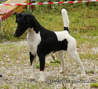 click for enlarge 500 X 458 124,4 Kb picture