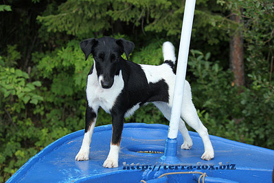 click for enlarge 600 X 400  88,1 Kb picture