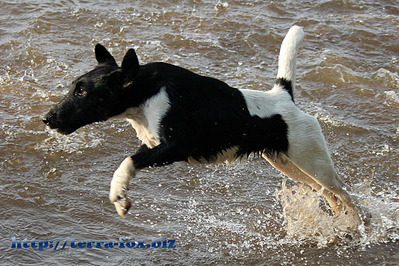 click for enlarge 600 X 400 112,7 Kb picture