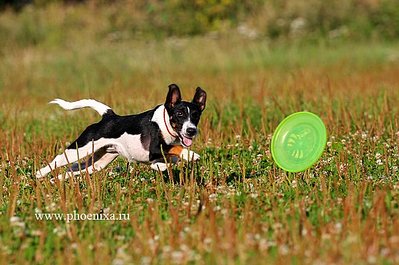 click for enlarge 600 X 398  57,9 Kb picture