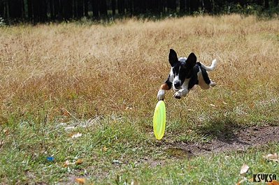 click for enlarge 604 X 401  84,0 Kb picture