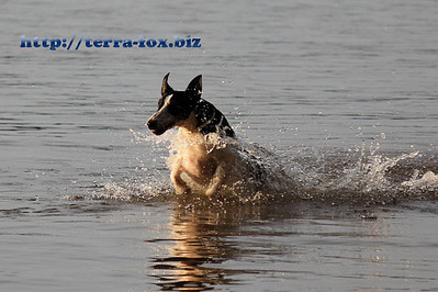 click for enlarge 600 X 400  77,5 Kb picture