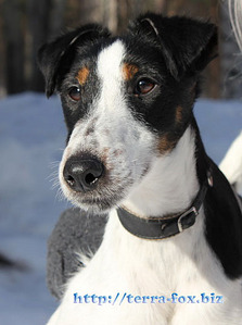 click for enlarge 400 X 537  61,5 Kb picture