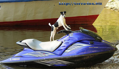 click for enlarge 683 X 400  97,1 Kb picture