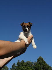 click for enlarge 1920 X 2560 240,7 Kb picture