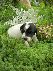 click for enlarge 1920 X 2560 542,5 Kb picture