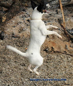 click for enlarge 500 X 591 118,6 Kb picture