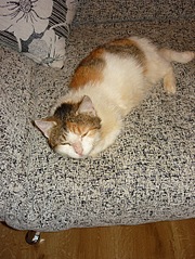 click for enlarge 453 X 604 139,9 Kb picture