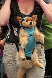 click for enlarge 533 X 800 122,2 Kb picture
