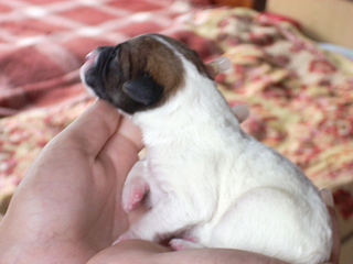 click for enlarge 1920 X 1440 684,9 Kb picture