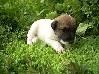 click for enlarge 1920 X 1440 743,7 Kb picture