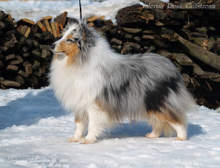 click for enlarge 800 X 611 87,7 Kb picture