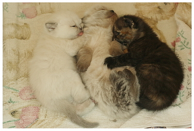 click for enlarge 592 X 400 218,2 Kb picture