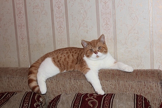 click for enlarge 1024 X 683 349,5 Kb picture