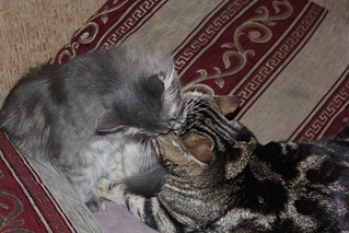 click for enlarge 1024 X 683 344,5 Kb picture