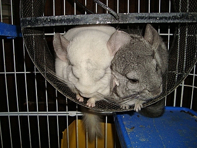 click for enlarge 800 X 600 370,1 Kb picture