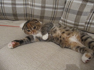 click for enlarge 1600 X 1200 700,7 Kb picture