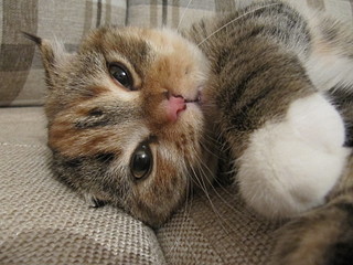 click for enlarge 1600 X 1200 617,0 Kb picture