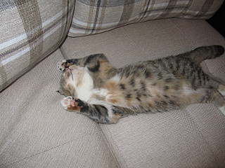 click for enlarge 1600 X 1200 1002,7 Kb picture