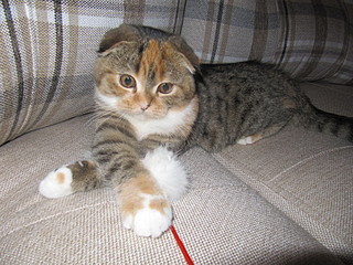 click for enlarge 1600 X 1200 858,9 Kb picture