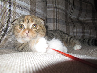 click for enlarge 1600 X 1200 599,6 Kb picture