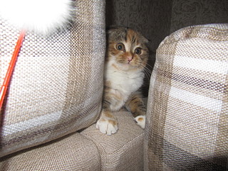 click for enlarge 1600 X 1200 647,2 Kb picture