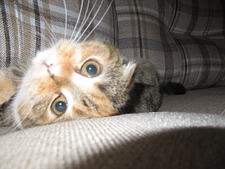 click for enlarge 1600 X 1200 557,5 Kb picture