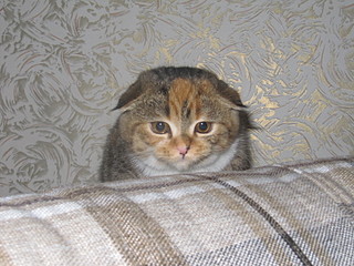 click for enlarge 1600 X 1200 566,6 Kb picture