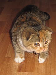 click for enlarge 1200 X 1600 497,0 Kb picture