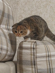 click for enlarge 1200 X 1600 573,1 Kb picture