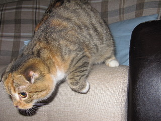 click for enlarge 1600 X 1200 820,8 Kb picture