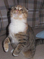 click for enlarge 1200 X 1600 553,5 Kb picture