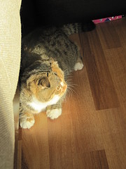 click for enlarge 1200 X 1600 516,9 Kb picture