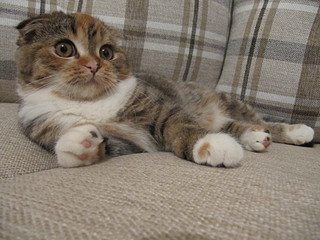 click for enlarge 1600 X 1200 601,9 Kb picture