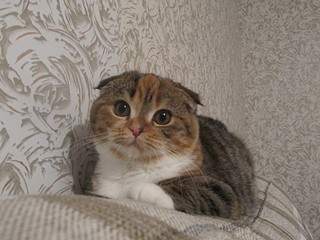 click for enlarge 1600 X 1200 502,9 Kb picture