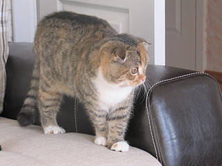 click for enlarge 1600 X 1200 506,2 Kb picture