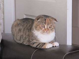 click for enlarge 1600 X 1200 494,5 Kb picture