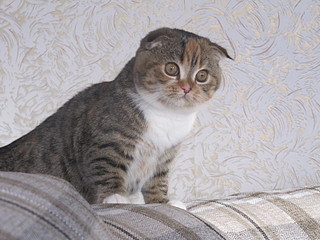 click for enlarge 1600 X 1200 580,0 Kb picture