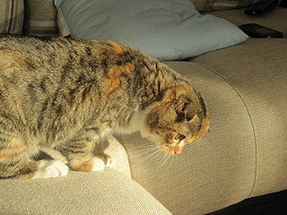 click for enlarge 1600 X 1200 831,1 Kb picture