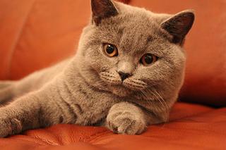 click for enlarge 1920 X 1280 220,3 Kb picture