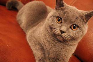 click for enlarge 1920 X 1280 239,7 Kb picture