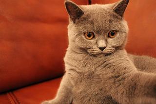 click for enlarge 1920 X 1280 217,2 Kb picture