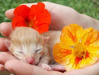 click for enlarge 700 X 525 47,7 Kb picture