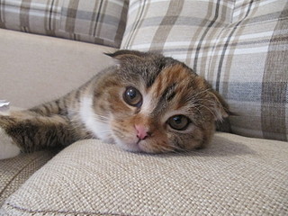 click for enlarge 1600 X 1200 613,1 Kb picture